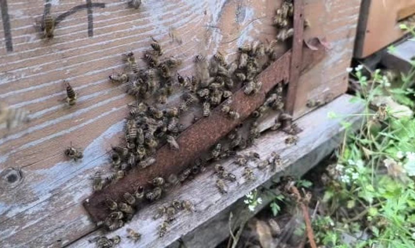 Kastamonu'da kestane balı hasadı başladı, verim düşüşü üreticileri zorluyor