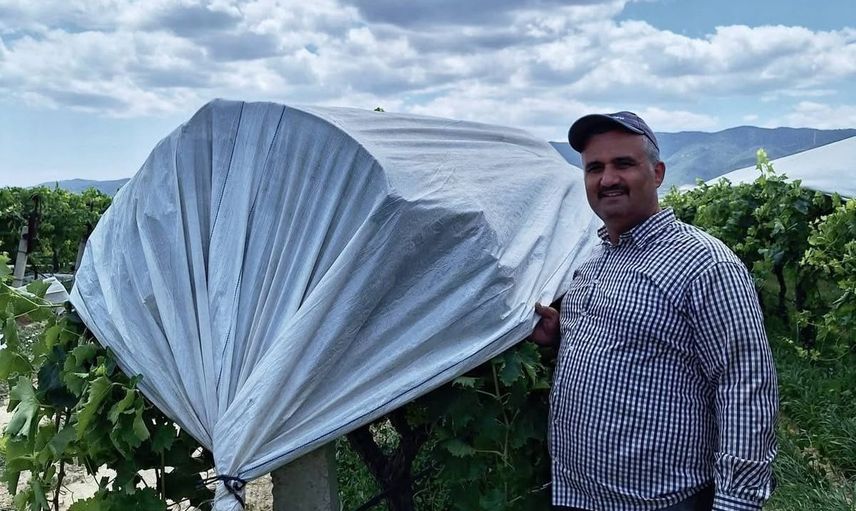 Sarıgöl'de bağlar gelinlik gibi örtülerle korunuyor