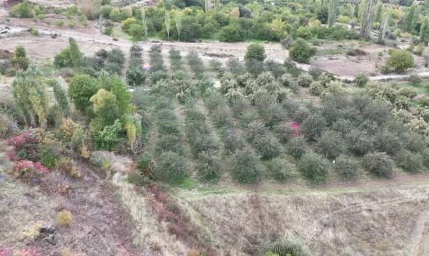 Doğanşehir'de elma hasadı bereketi üreticiyi memnun ediyor