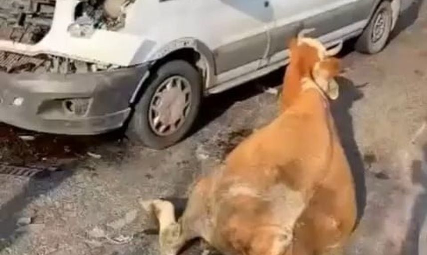 Muş-Güroymak yolunda minibüsle çarpışma: iki inek kesilerek kurtarıldı