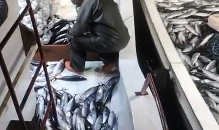 Ayancık açıklarında 5 bin palamutluk av komşu tekneyle limana getirildi