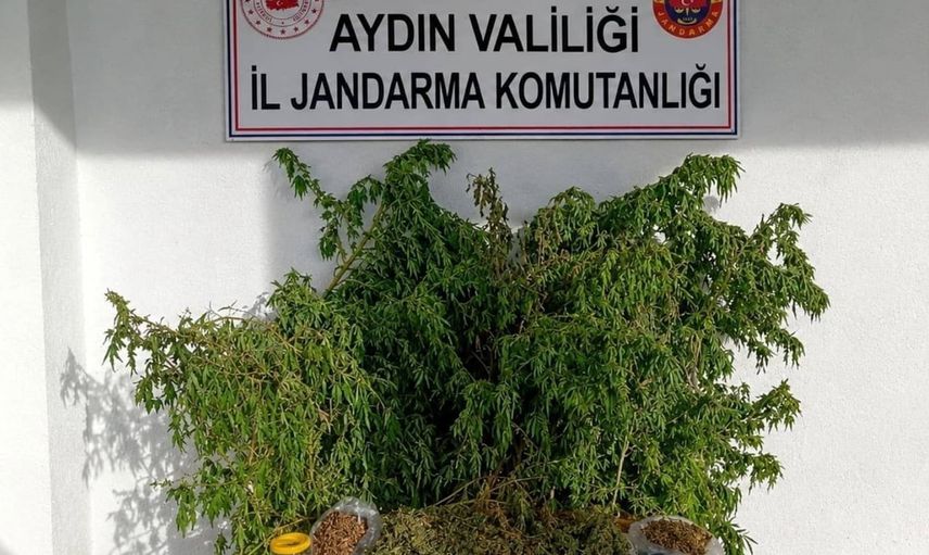 İncirliova'da ev baskınında 47 kök kenevir ve 3 bin 42 gram esrar ele geçirildi