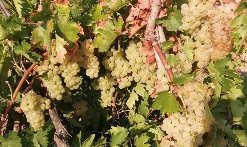Çüngüş’te farklı türlerle üzüm hasadı sezonu açıldı