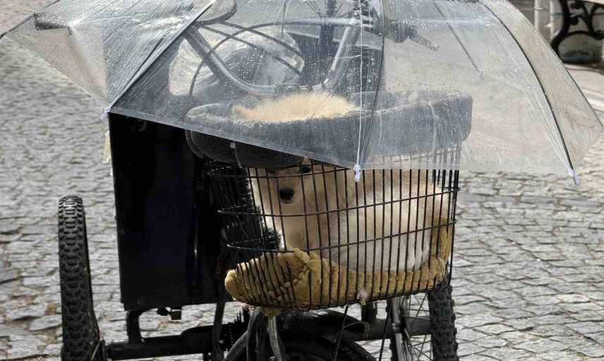 Sağanakta sepetindeki köpeği şemsiyeyle koruyan bisiklet görüntüsü tebessüm ettirdi