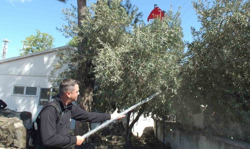 Burhaniye'de zeytin hasadında makineleşme vurgusu