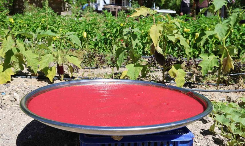 Yazın alın teri kışa taşınıyor: Ağın'da domates salçaları tepsilerde kurutuluyor