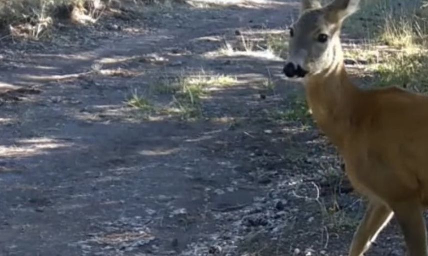 Fotokapanlar Çankırı ormanlarında yaban hayatının ritmini kaydetti