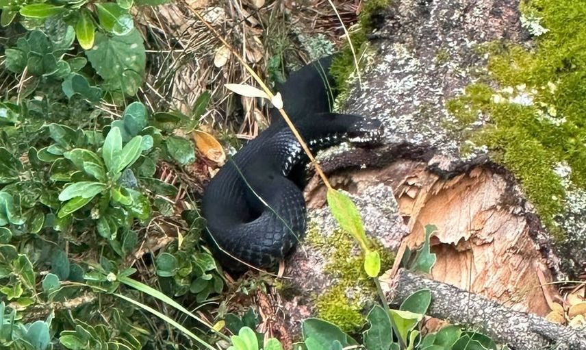 Yayla yürüyüşü tehlikeli anlara dönüştü: nadir baran engereği telefon kamerasında