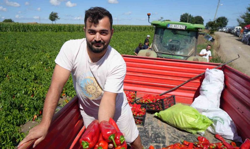 Bafra ovası'nda kırmızı altının hasadı başladı, kent ekonomisine 4 milyar lira katkı