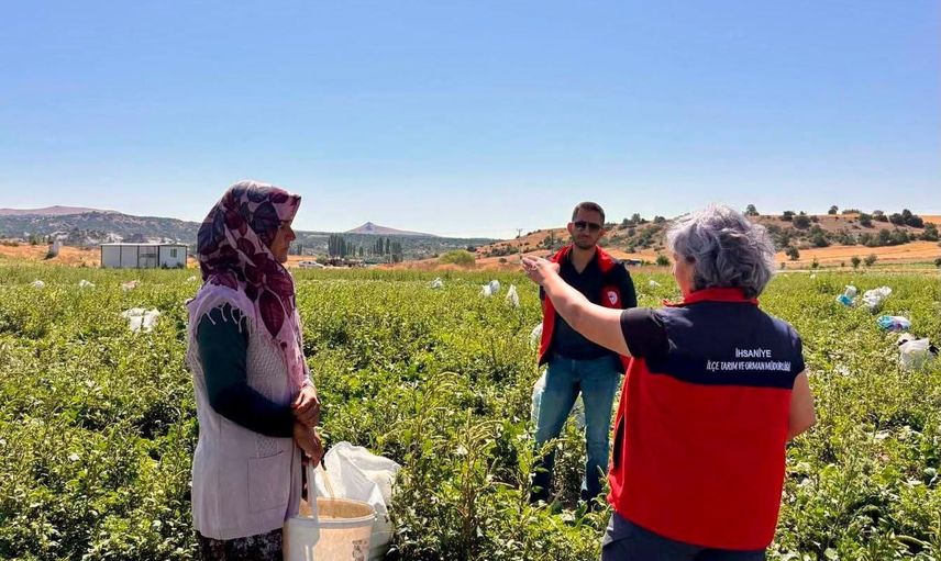 İhsaniye'de turşuluk salatalık hasadı: üreticiler ve tarım ekipleri sahada