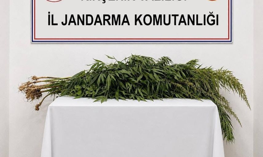 Boztepe'de ikamet aramasında 30 kök yasa dışı ekim ortaya çıktı