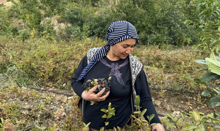Çüngüş'te aronya üretimi büyüyor: öğretmenin 6 dönümlük bahçesinden sınırlı ama değerli mahsul