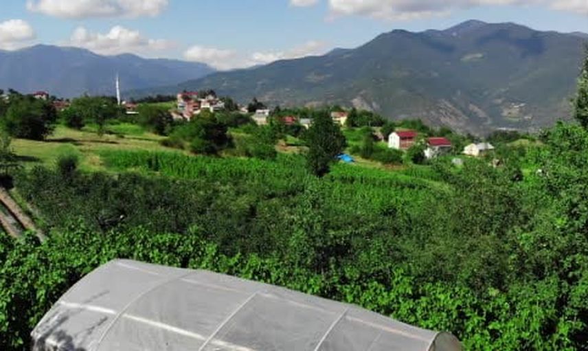 Çayırçukur'da aronya üretimi ivme kazandı: 75 ton hedefi