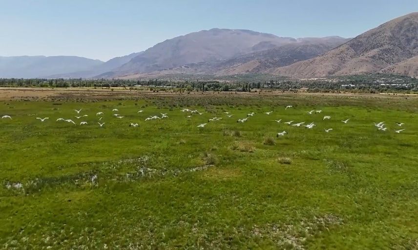 Erzincan semalarında durak: leyleklerin erken göç gösterisi