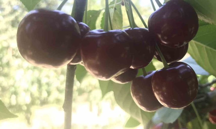 Stok azalması ve yüksek aroması Sultandağı vişnesini piyasanın gözdesi yaptı