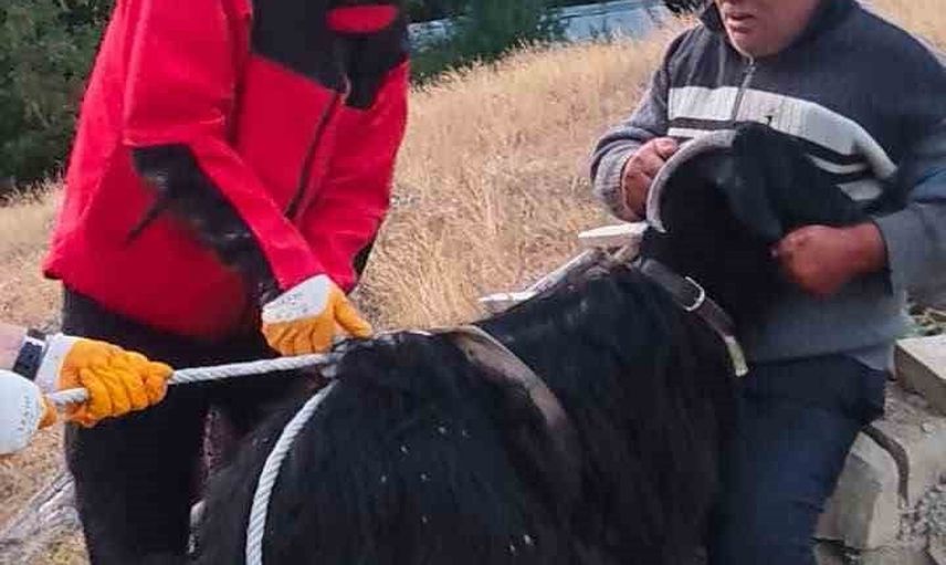 Kavallar'da çukura düşen keçi itfaiye halatıyla kurtarıldı