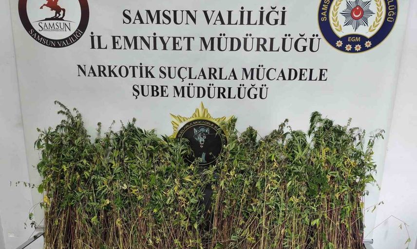 Bafra'da yasa dışı kenevir yetiştiriciliğine operasyon: bin 655 kök bulundu