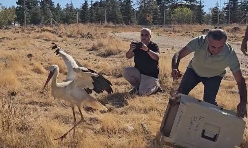 Ölen eşinin başında beş gün bekleyen leylek sağlığına kavuşup doğaya salındı