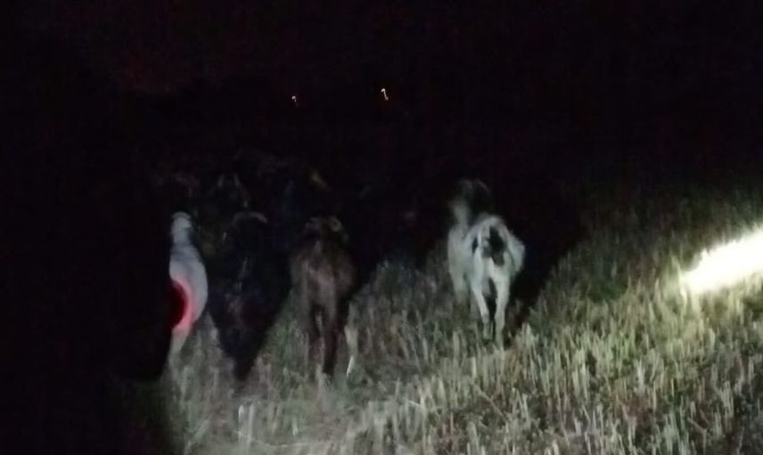 Çivril jandarması kayıp keçileri dere yatağından sağ çıkardı