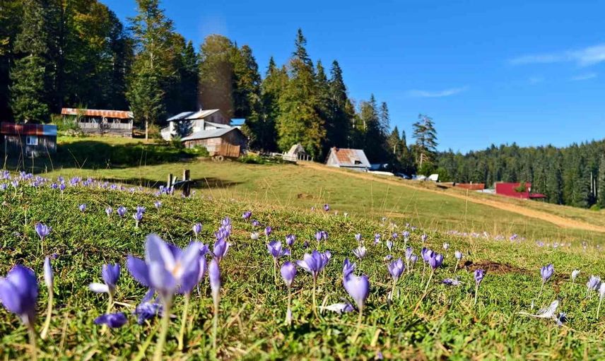 Düzce yaylalarında mor lila sonbahar şöleni: güz çiğdemleri açtı
