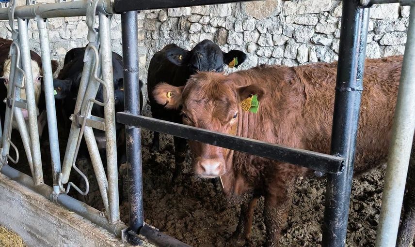 Emet'te hayvancılık destekli işletmeler saha denetiminden geçti