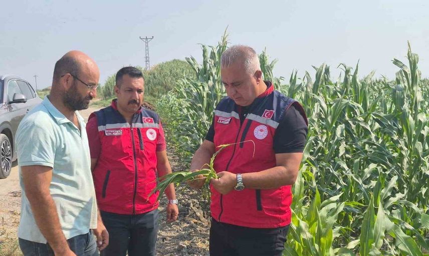 Antakya tarlalarında mısır hasadı yoğunlaştı
