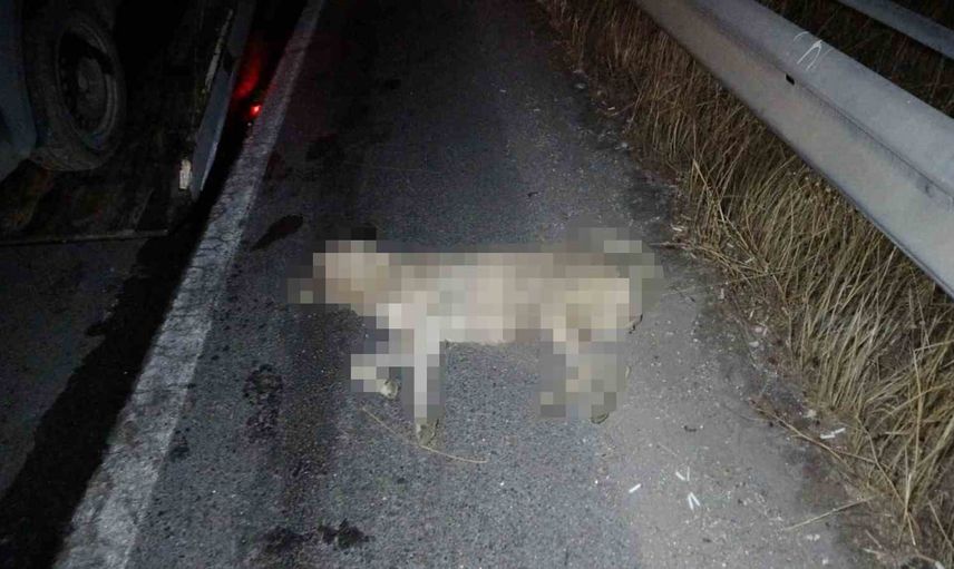 Manavgat'ta aniden yola çıkan köpek zincirleme kazaya yol açtı