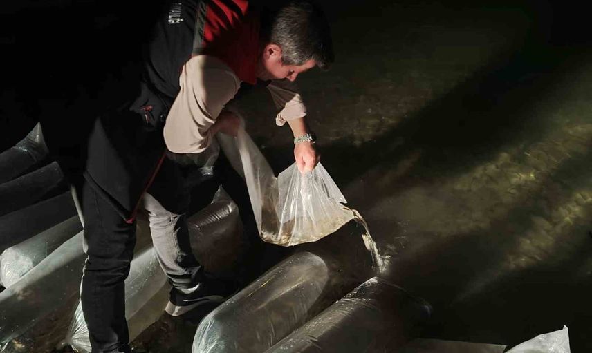 Erzurum iç sularına 340 bin yavru sazanla ekolojik destek