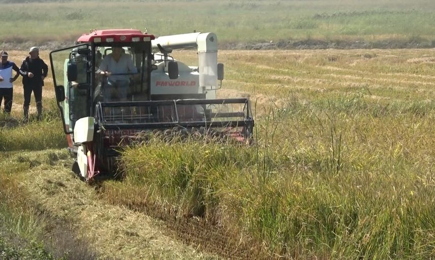 Bafra Ovası'nda zorlu sezonun ardından çeltik hasadı başladı