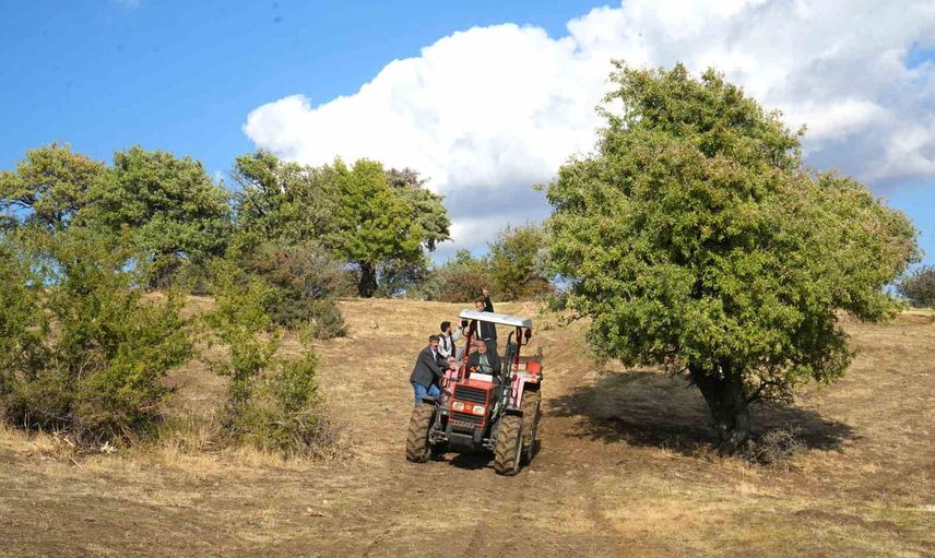Muş'ta 110 bin ahlat ağacında süren armut hasadı koruma talebini gündeme taşıdı