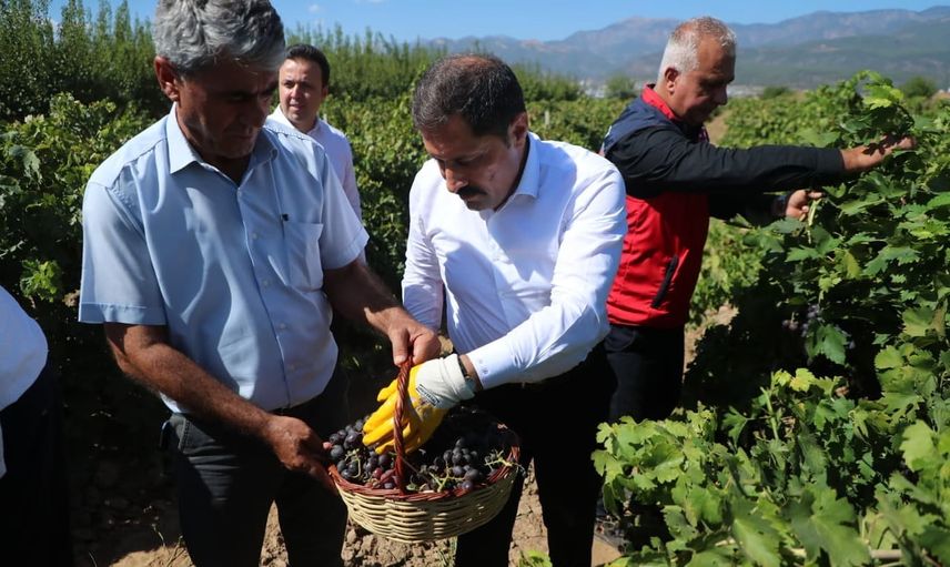 Bereketin ilk hasadı: Hatay'da üzümde 85 bin ton rekolte hedefi