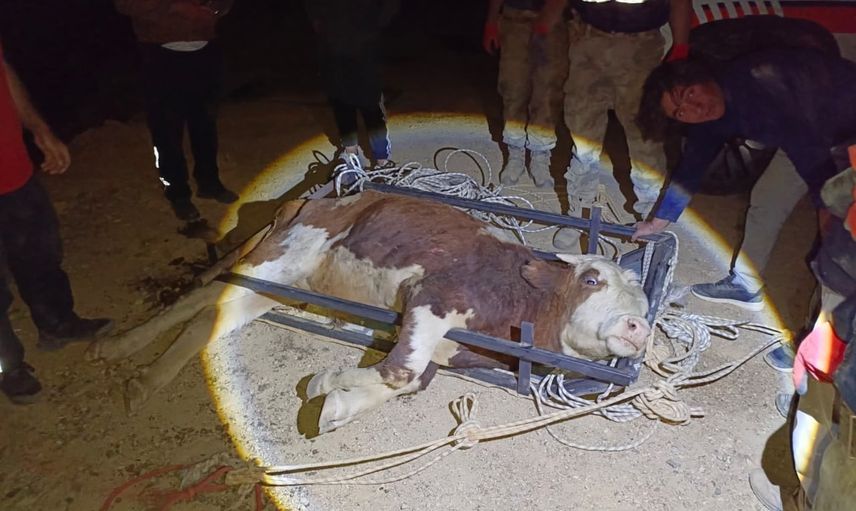 Erzincan'da sarp araziden 6 saatte kurtarılan büyükbaş hayvan