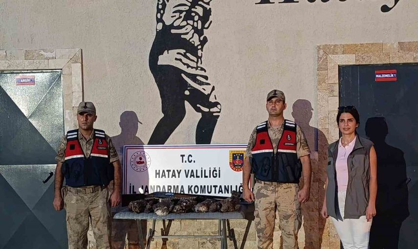 Hatay'da yasalara aykırı avın bedeli: 7 arı şahinine zarar veren kişiye idari ceza ve yüksek tazminat