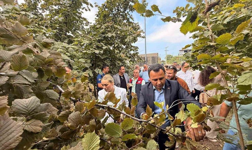 Akçakoca'da fındık hasadı şenliği yerel tarımı ve üreticiyi öne çıkardı