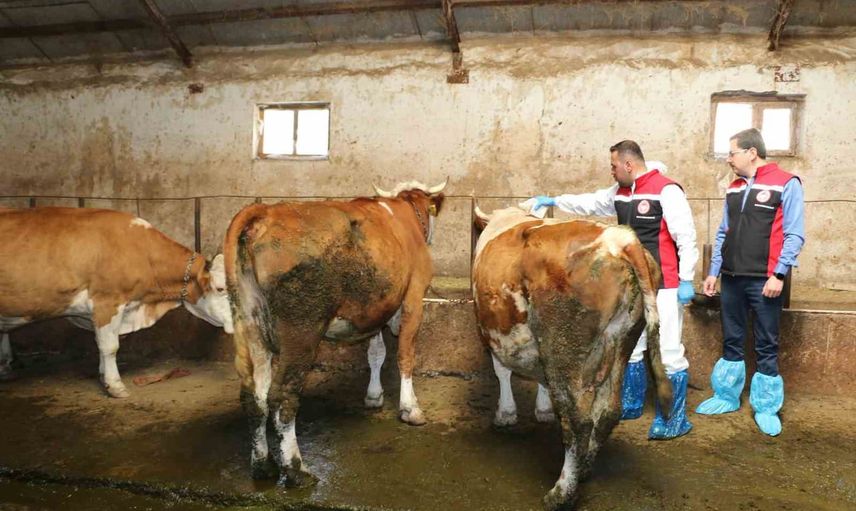 Erzincan'da merada kene riskine karşı hayvan ilaçlama çalışması