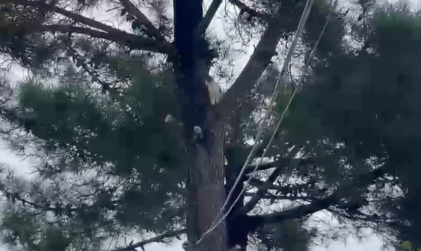 İtfaiye merdiveni can dostu kurtardı: ağacın tepesindeki kedi sahibine teslim edildi