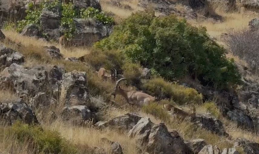 Elazığ'da dağların sessiz sürüsü: koruma altındaki keçiler görüntülendi