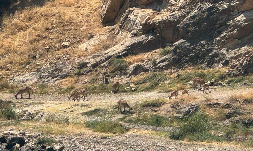 Peri Çayı'nda sessiz geçit: dağ keçileri kıyıda sürü halinde otladı