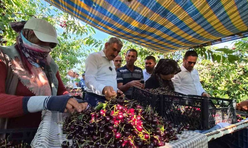 Tumlu Yaylası'nda yüksek rakımlı kiraz hasadı ve asfalt sevinci