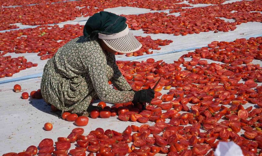 Kaynarca'da güneşte kuruyan domates poyrazla dünya sofralarına taşınıyor