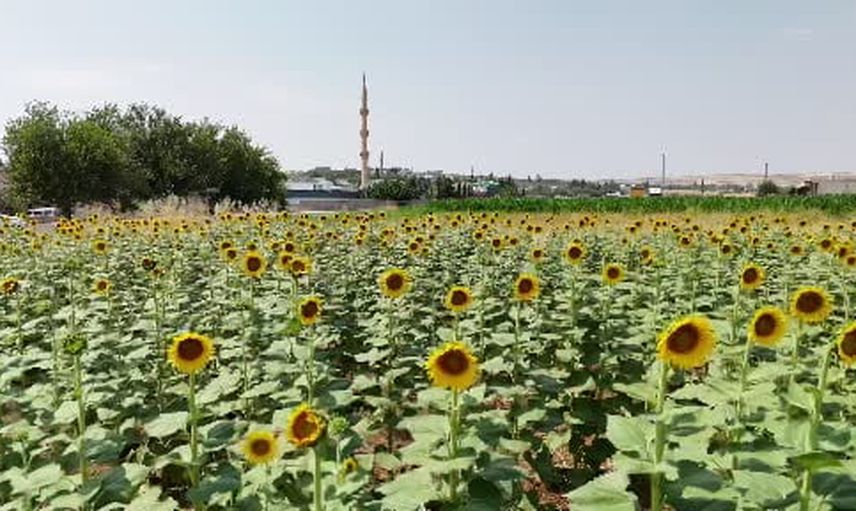 Sulama suyu GAP'la Şanlıurfa'nın tarım çeşitliliğini genişletti