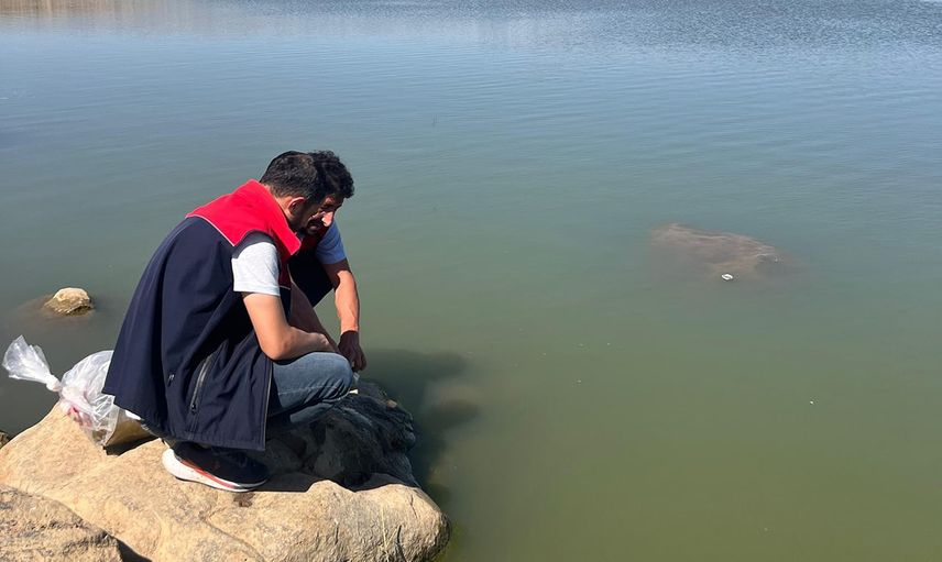 İdil'de Dirsekli göletine hayat: 100 bin yavru sazan suyla buluştu