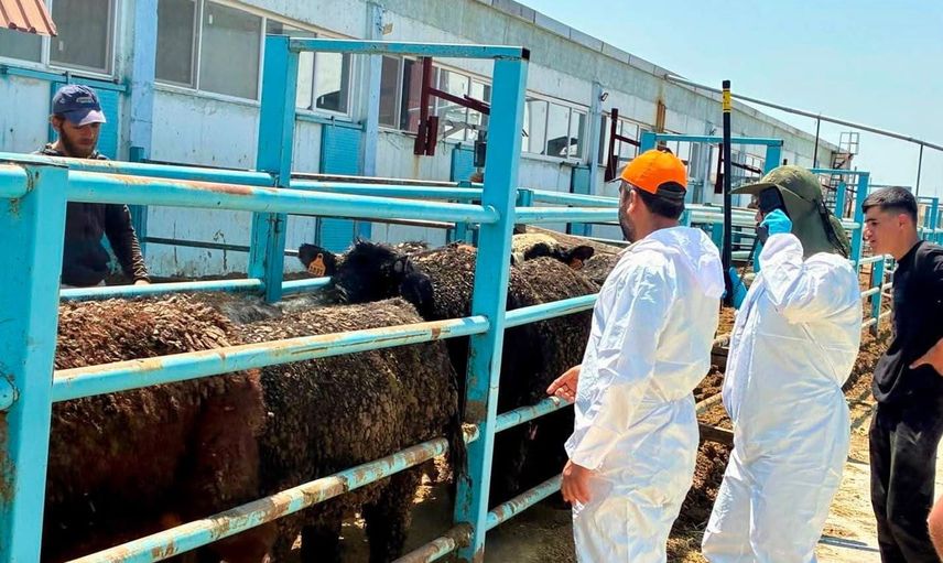 Çay'da ithal besilik hayvanlarda kapsamlı sağlık taraması başlatıldı
