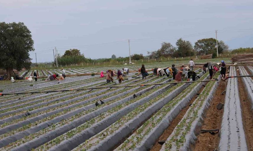Aydın’da fideler toprağa: çilekte yeni sezon tarlada başladı