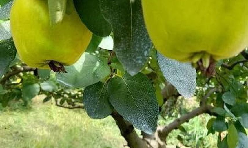 Geyve'den dev ayva ilgi odağı oldu