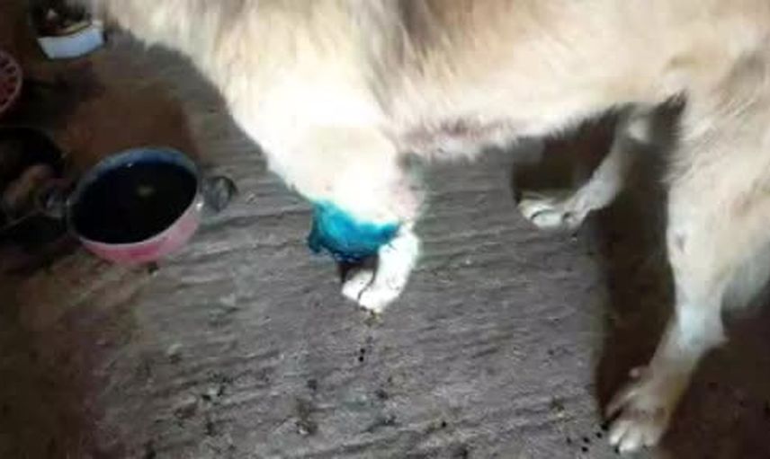 Çoban köpeği kurşunla sakat kalan kadının adalet çağrısı