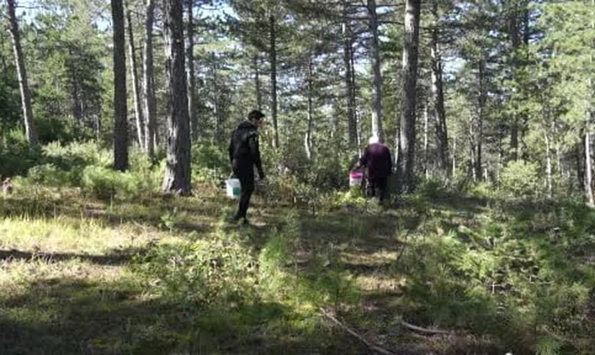 Kovayı alıp ormana akın: Kastamonu'da kanlıca bolluğu