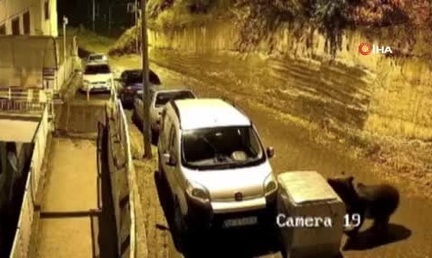 Kızılcahamam'da ayı çöp konteynerini itip otomobile çarptı