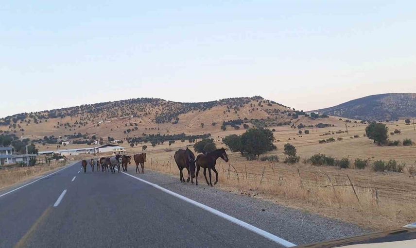 Silvan'da doğal misafir: yaban atları köy yolunu paylaştı