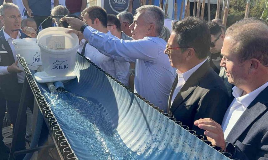 BobaFest 2026'da 6 bin yavru balık denizle buluştu, Bodrum'da deniz kültürü öne çıktı